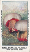 Chromo Des Laboratoires Cisbei, Bolet Satan Champignon  Mushroom Champignons Setas Pilze - Other & Unclassified