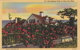 Massachusetts Cape Cod Rose Blossom Time 1956 Curteich - Cape Cod