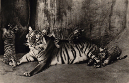 COMITE NATIONAL DE L'ENFANCE - TIGRESSE ET SES PETITS - Tigres