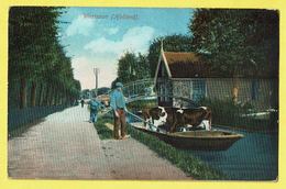 * Westzaan (Noord Holland - Zaanstreek - Nederland) *  De Gracht, Koe, Vache, Cow, Bateau, Boat, Canal, Quai, Pont, TOP - Zaanstreek