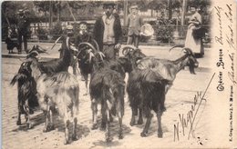 FOLKLORE  -- AU PAYS BASQUE -- Chevrier Basque - Sonstige & Ohne Zuordnung