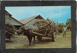 Trinidad-Water Buffalo Pulling Native Sugar Cane Cart 1950s - Antique Postcard - Trinidad