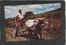 Trinidad-Peasant Transporting Sugar Cane By Ox Cart 1964 - Mint Antique Postcard - Trinidad