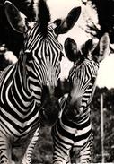 ZOOLOGISCHER GARTEN ZURICH - ZEBRA - ZEBRE - Zebras