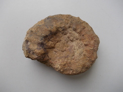 - Ammonite Fossilisée. 900g - - Fossielen