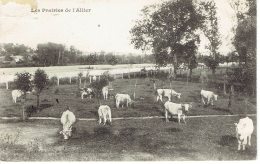 03 Les Prairies De L'allier Bovins (troupeau) Galluchon - Andere & Zonder Classificatie