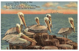 Florida Pelicans - Sarasota