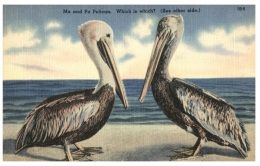 Florida Pelicans - Sarasota