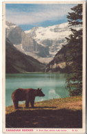 Canadian Rockies A Black Bear Admires Lake Louise - Lac Louise