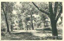 Delcampe - DE PANNE - De Duinen Van De Westhoek - De Panne