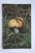 From MUSHROOMS Set  - Leccinum Aurantiacum -  Mushroom - Old Postcard - - Champignon 1990 - Hongos