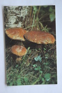 From MUSHROOMS Set  - Boletus Edulis -  Mushroom - Old Postcard - - Champignon 1990 - Hongos