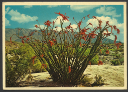 United States, Arizona, Ocotillo Cactus, 1984. - Cactusses