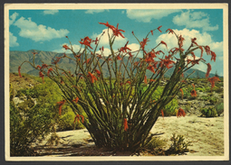 United States, Arizona, Ocotillo Cactus, 1984. - Cactus