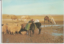 Israel Judean Desert Near The Well In The Desert Muslim People With The Camels And With The Sheeps On The Spring -unused - Asien