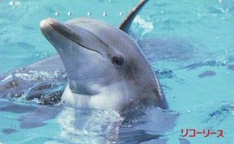 Télécarte Japon * DAUPHIN * DOLPHIN (802) Japan ( ) Phonecard * DELPHIN * GOLFINO * DOLFIJN * - Dolfijnen