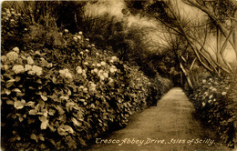 SCILLY ISLES - TRESCO - ABBEY DRIVE  Sc27 - Scilly Isles