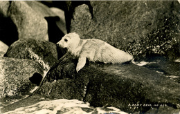 SCILLY ISLES -  A BABY SEAL RP - GIBSON 239 Sc49 - Scilly Isles