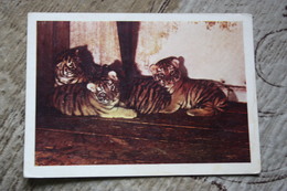 "Bengal Tiger Cubs" - Old Soviet Postcard 1960s - Rare - Tigres