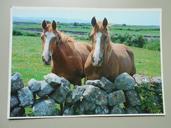 IRLANDE IRELAND TWO CURIOUS ONLOOKERS WEST OF IRELAND PHOTOGRAPH PETER O'TOOLE - Otros & Sin Clasificación