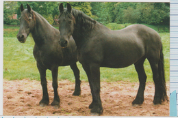2 Paarden / 2 Horses ( Stichting De Paardenkamp, Rusthuis Voor Oude Paarden) - Horses