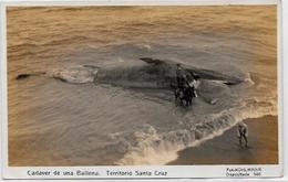 CPA Argentine Argentina Santa Cruz Baleine échouée Cadavre Ballena Non Circulé - Argentina