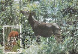 Carte-Maximum ZAIRE (OKAPI) Obl Sp 1er Jour Ill 1984 - 1980-1989
