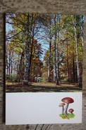 From "Russian Forest" Set  - Leccinum Scabrum  -  Mushroom - Old Postcard - - Champignon 1971 - Hongos