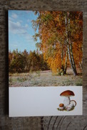 From "Russian Forest" Set  -Boletus Edulis  -  Mushroom - Old Postcard - - Champignon 1971 - Hongos