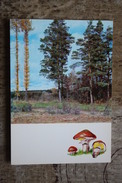 From "Russian Forest" Set  -Suillus  -  Mushroom - Old Postcard - - Champignon 1971 - Hongos
