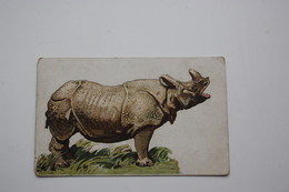 OLD  Vintage Russian Postcard - Indian Rhinoceros - Rhino  - Moscow Edition 1910s - Rhinocéros