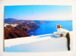 Post Card From Greece To Germany Landscape Cat - Briefe U. Dokumente