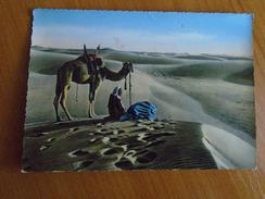 D150423 Egypt  Sahara - Desert - Muslim Prayers -Camel 1958 - Personas