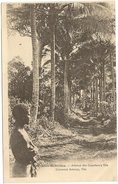 Wanuatu - Nouvelles Hebrides - Avenue Descocotiers A Vila - Coconut Avenue , Vila - Vanuatu