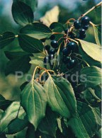 Buckthorn - Rhamnus Cathartica - Medicinal Plants - 1983 - Russia USSR - Unused - Heilpflanzen