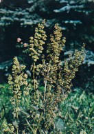 Rumex Confertus - Medicinal Plants - 1983 - Russia USSR - Unused - Geneeskrachtige Planten