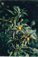 Three-lobe Beggarticks - Bidens Tripartita - Medicinal Plants - 1983 - Russia USSR - Unused - Geneeskrachtige Planten