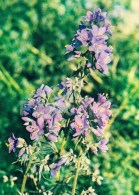 Jacob's Ladder - Polemonium Caeruleum - Medicinal Plants - 1983 - Russia USSR - Unused - Heilpflanzen