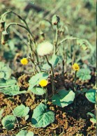 Tussilago - Tussilago Farfara - Medicinal Plants - 1983 - Russia USSR - Unused - Heilpflanzen