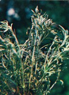 Marsh Cudweed - Gnaphalium Uliginosum - Medicinal Plants - 1983 - Russia USSR - Unused - Plantes Médicinales