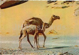 Dromedary - Camelus Dromedarius - Africa - Animals - 396 - Italy - Unused - Rinoceronte