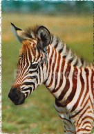 Grant's Zebra - Equus Quagga Boehmi - Africa - Animals - 396 - Italy - Unused - Rhinozeros