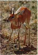 Gazelle - Gazella - Africa - Animals - 396 - Italy - Unused - Rhinozeros