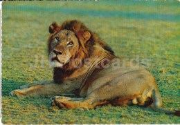 Lion - Africa - Animals - 396 - Italy - Unused - Rhinocéros