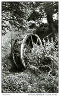 NEDERBRAKEL - Brakel (O.Vl.) - Molen/moulin - Het (verdwenen) Rad Van De Slijpkotmolen In De Zomer Van 1979. - Brakel