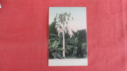 Banana  Pau Pau & Louquot Tree    Bermuda---- Ref  2596 - Bermuda