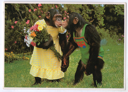 CPM  BONHEUR    COUPLE DE CHIMPANZES HABILLES QUI SE FONT UN BISOU - Dressed Animals