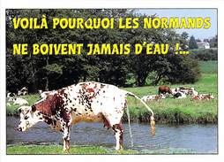 HUMOUR : "Voilà Pourquoi Les Normands Ne Boivent Jamais D'eau:..", Vache Normande - Humor