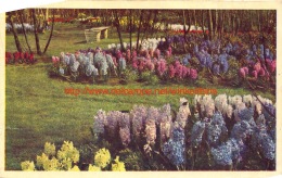 1952 Keukenhof - Lisse - Lisse