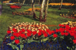 Keukenhof - Lisse - Lisse